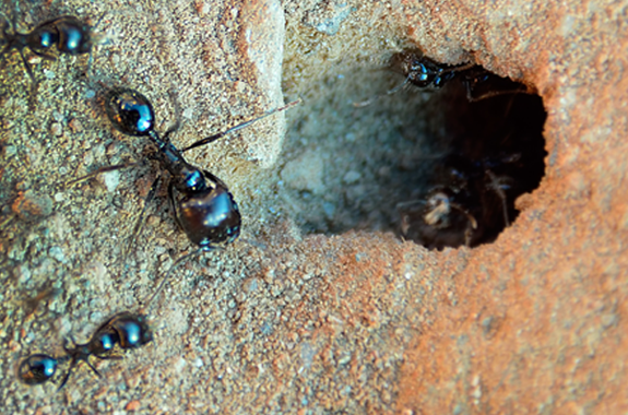 Ant Control Maintenance