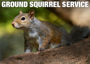 Ground Squirrel invasions in landscapes are very hard to stop.