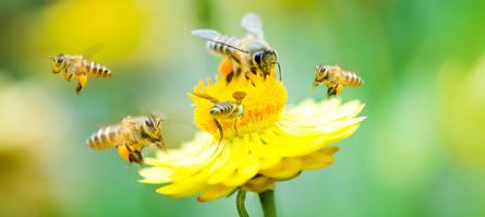 Corky's Bee Identification