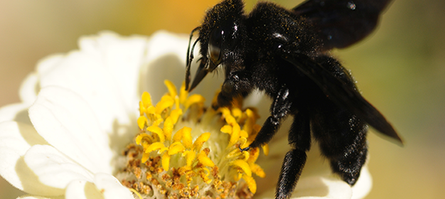 Carpenter Bee