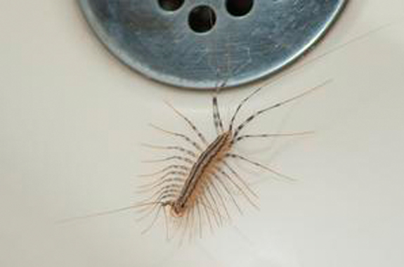 We locate, inspect, and rid your home in one treatment.