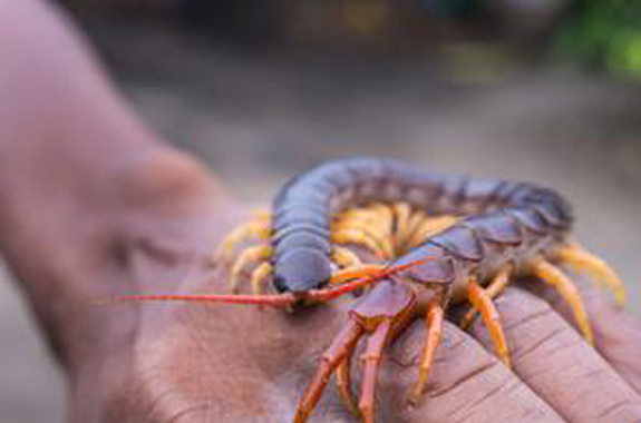 We offer some DIY solutions to keep centipedes from entering your home.
