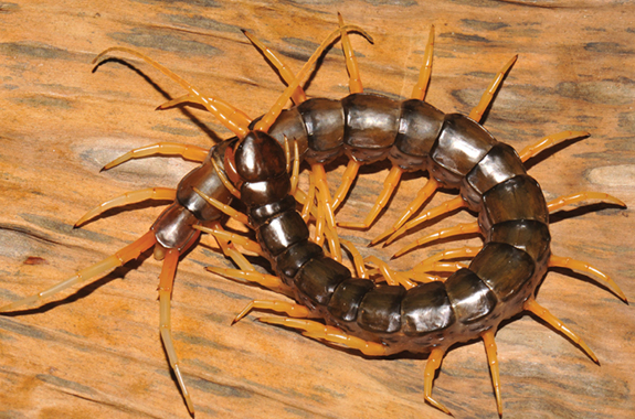 Centipedes are nocturnal hunters that eat insects.