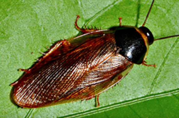 cockroach roaches cockroaches
