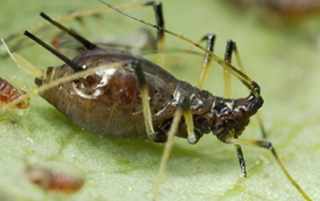Brown Citrus Aphid