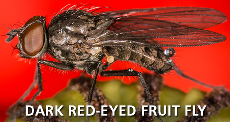 Dark Red-Eyed Fruit Fly