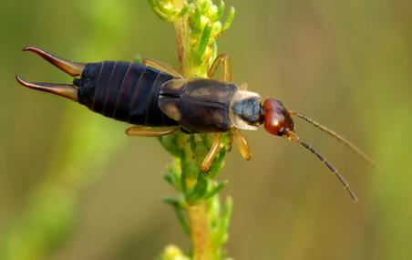 Corky's Earwig Identification