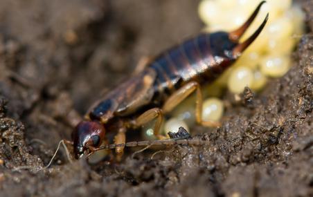 Corky's Earwig Identification