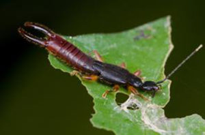 earwigs-san-diego-img