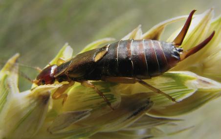 European Earwig