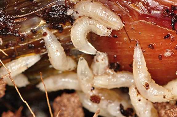 FRUIT FLIES AFFECTING BUSINESS?