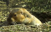 Gophers on ground