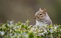 Ground Squirrels