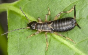 Earwid ID : Earwig Identification : Identify earwigs in California