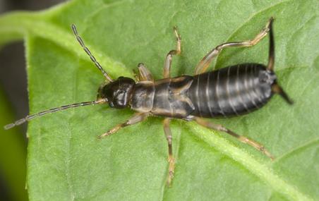 Maritime Earwig