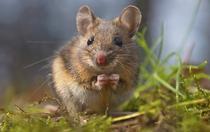 Wild mouse sitting on hind legs