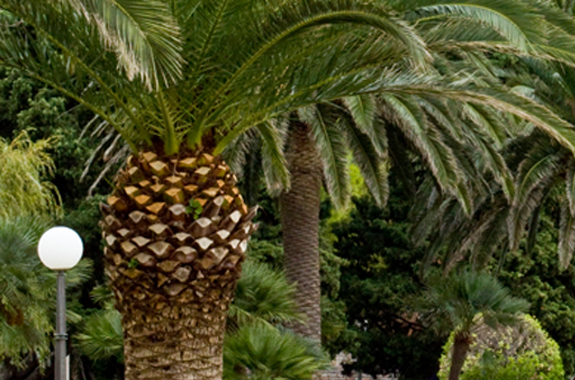 Protect the Canary Island Date Palm Tree! Don't delay.