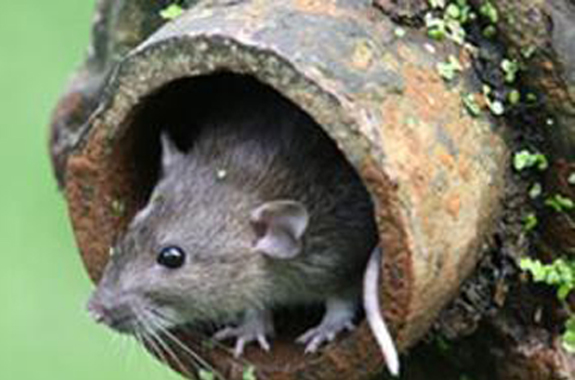 Rats are long-tailed rodents.