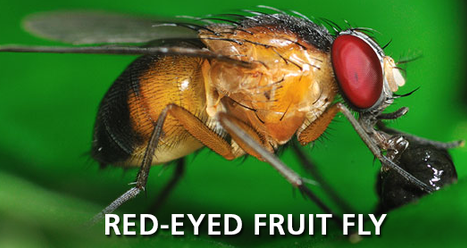 Red-Eyed Fruit Fly