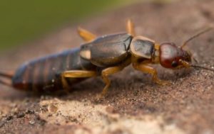 Earwid ID : Earwig Identification : Identify earwigs in California