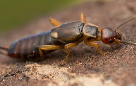 Ring-Legged Earwig