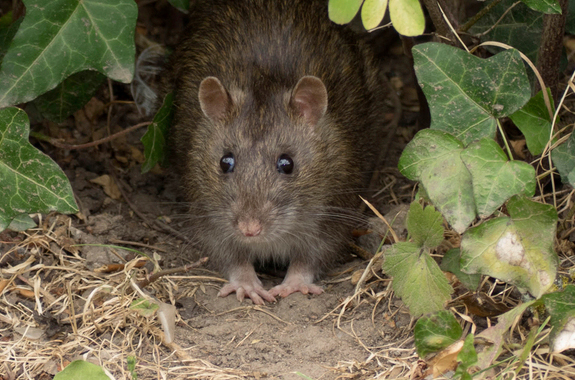 Corky's Rodent Control Services