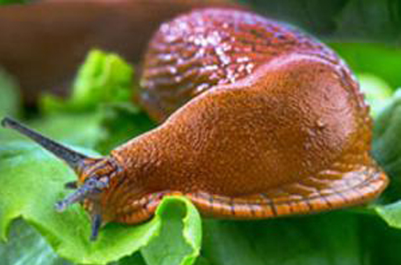 Snail on Lettuce