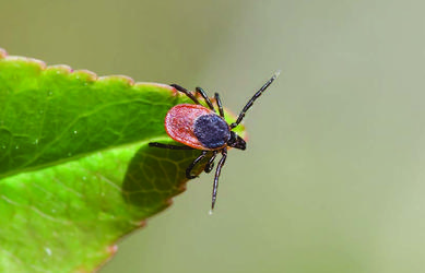 Corky's Tick Identification
