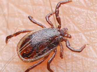 American Dog Tick