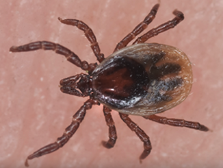 Brown Dog Tick