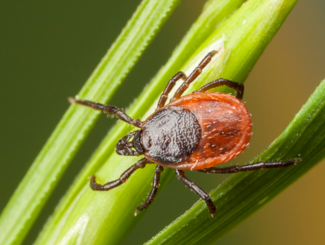 Western Black-Legged Tick