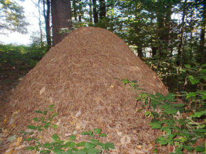 ant-hill-in-forrest