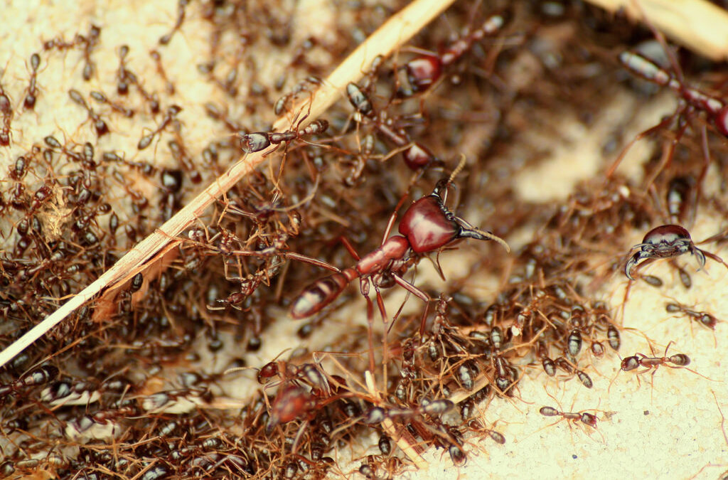 Ants, Nature’s Engineers: Creativity by Necessity.