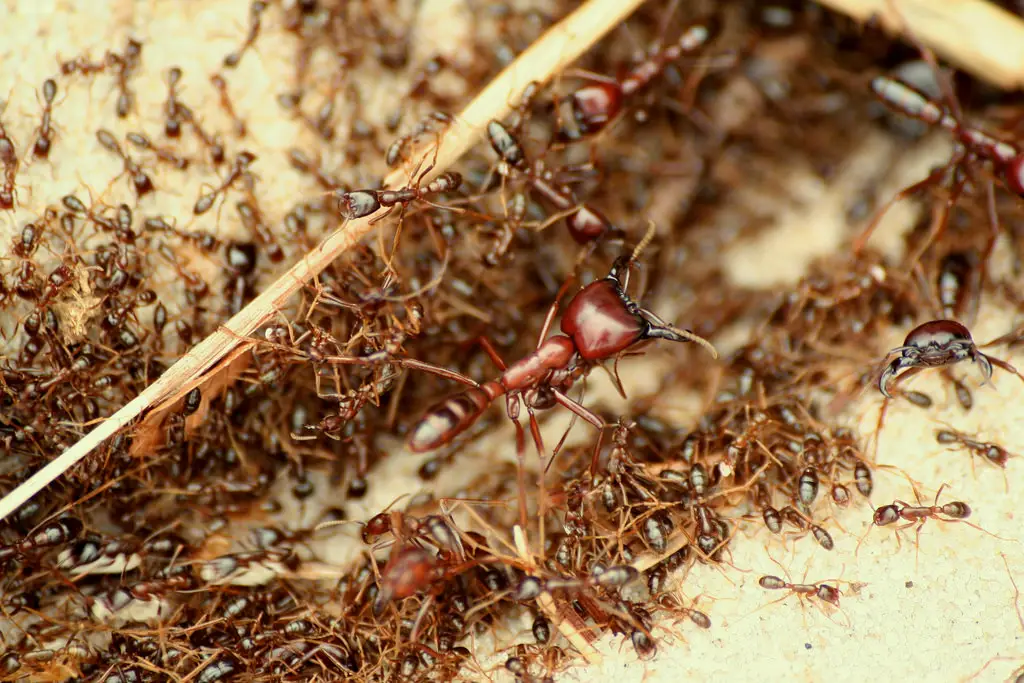 A large red ant with darker smaller ants on sandy ground near a wooden twig
