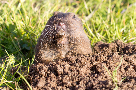 Corky's Rodent Control Services