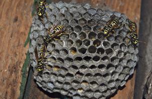 Wasp Treatments