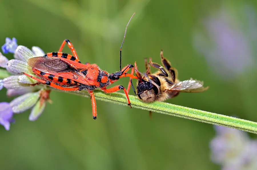 Red and black assassin bug confronting a bee on a green plant stem with purple flowers