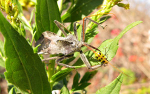 assassin-bug-wheel-bug-eating