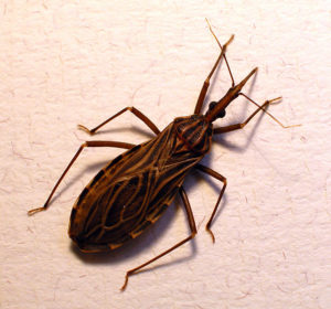 kissing-bug-rhodnius_prolixus70-300