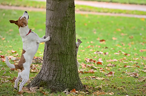 DIY Squirrel Control Service For The Landscape