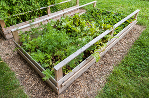 DIY Gopher Control Service For The Garden