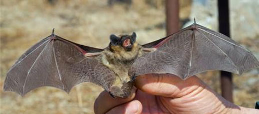 Corky's Bat Identification