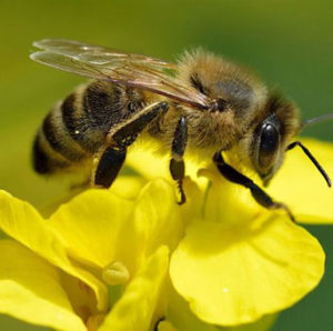 bees are pollinators we can live without