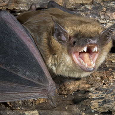 Big Brown Bat