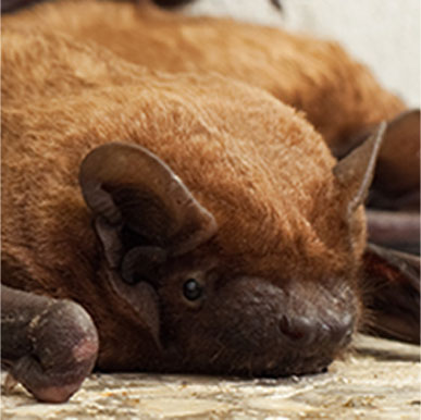 California Myotis