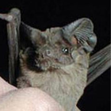 Mexican Free-Tailed Bat