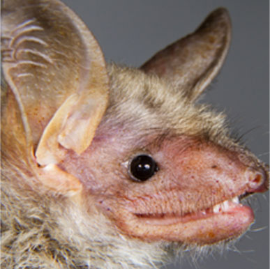 Pallid Bat