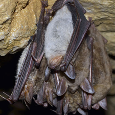 Western Pipistrelle Bat