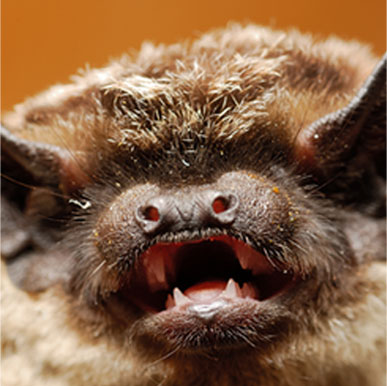 Yuma Myotis Bat