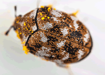 Varied Carpet Beetle